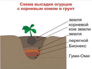 Гумі - універсальне добриво для живлення рослин і родючості грунтів