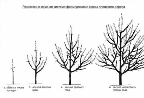 Як правильно зробити обрізку яблуні восени?