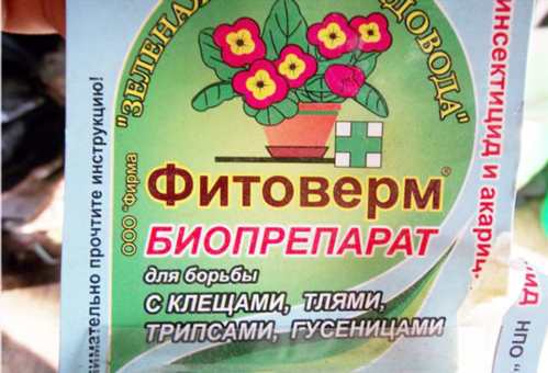 Причини появи павутинного кліща на троянді і способи боротьби з шкідником