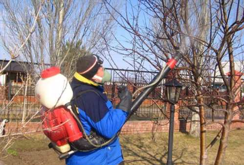 Коли і як обприскувати дерева і кущі сечовиною і мідним купоросом?