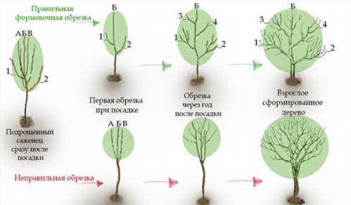 Як і коли потрібно проводити обрізку груші для правильної форміровкі крони?